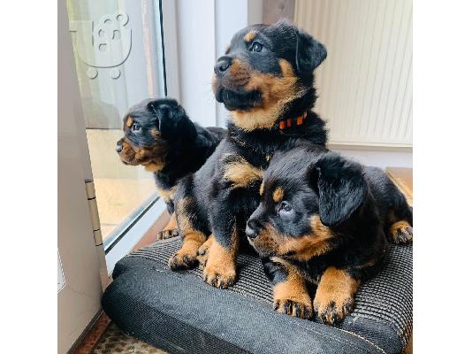 Κουτάβια Rottweiler, έτοιμα να φύγουν τώρα, μόνο 2 αγόρια...